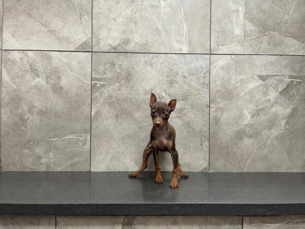 Min Pin DOG Male Chocolate and Tan 29704 Petland Frisco, Texas