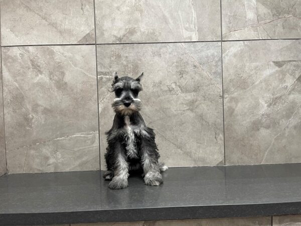 Miniature Schnauzer-DOG-Female-SALT PEPPER-29711-Petland Frisco & Mckinney, Texas