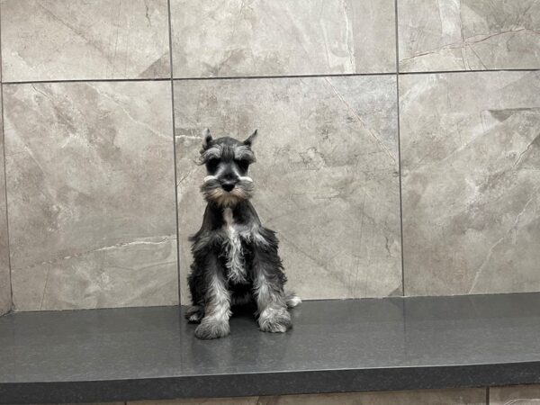 Miniature Schnauzer-DOG-Female-SALT PEPPER-29711-Petland Frisco, Texas