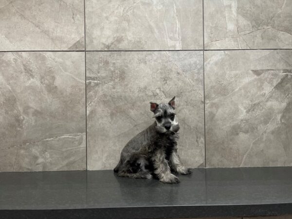 Miniature Schnauzer DOG Male SALT PEPPER 29709 Petland Frisco, Texas