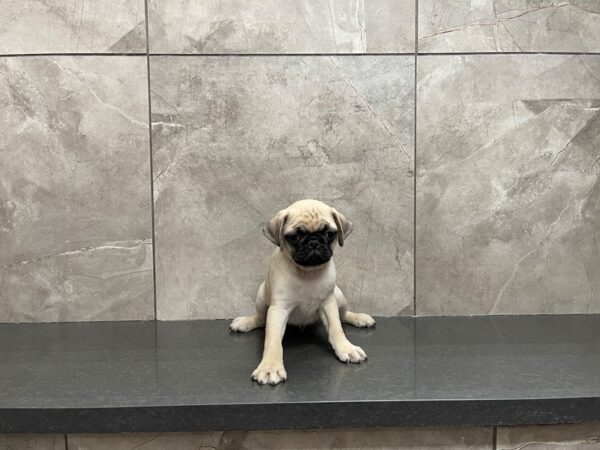 Pug DOG Male Fawn 29735 Petland Frisco, Texas