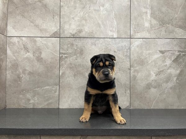 Shar Pei DOG Male Black and Tan 29691 Petland Frisco, Texas