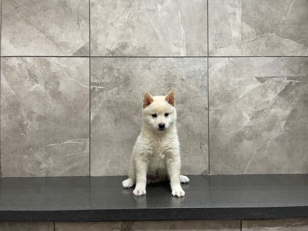 Shiba Inu DOG Male White 29731 Petland Frisco, Texas