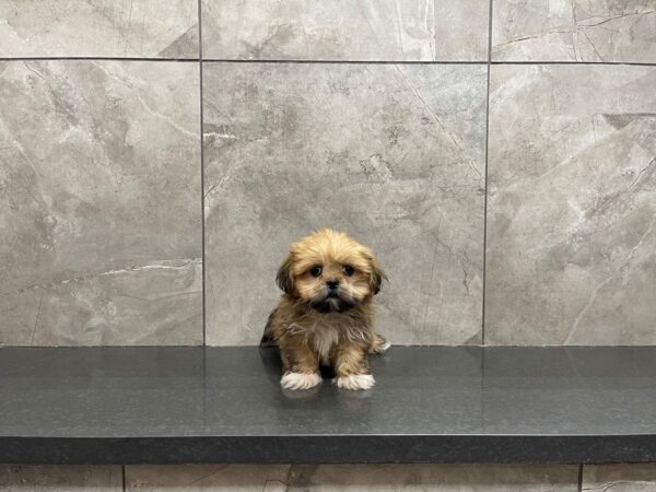 Lhasa Apso DOG Male Sable 29734 Petland Frisco, Texas