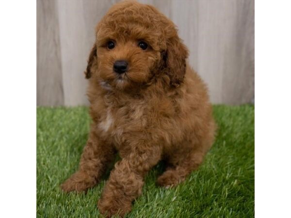 Miniature Poodle-DOG-Male-Red-29753-Petland Frisco & Mckinney, Texas