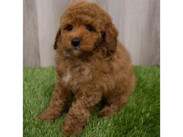 Miniature Poodle-DOG-Male-Red-29753-Petland Frisco, Texas