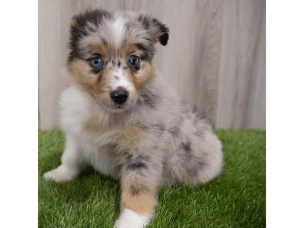 Miniature Australian Shepherd DOG Female Blue Merle 29756 Petland Frisco, Texas