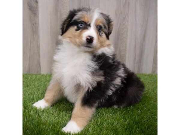 Miniature Australian Shepherd DOG Male Blue Merle 29757 Petland Frisco, Texas