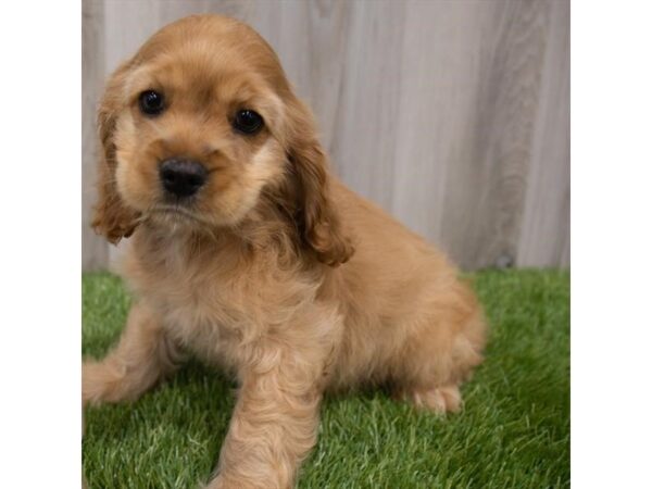 Cocker Spaniel DOG Male Red 29745 Petland Frisco, Texas