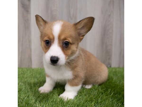 Pembroke Welsh Corgi-DOG-Male-Red-29750-Petland Frisco, Texas