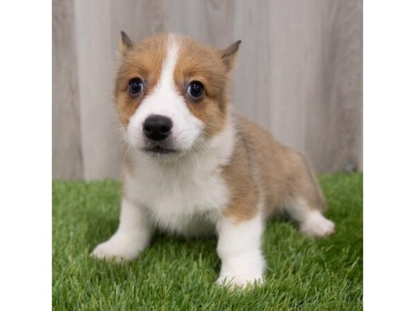 Pembroke Welsh Corgi-DOG-Female-Red-29751-Petland Frisco & Mckinney, Texas