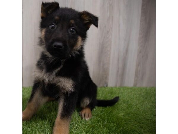 German Shepherd Dog DOG Male Black / Tan 29760 Petland Frisco, Texas