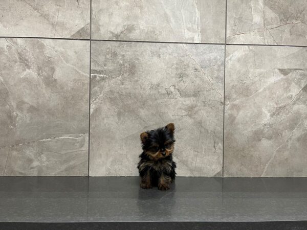 Yorkshire Terrier DOG Female Black / Tan 29739 Petland Frisco, Texas