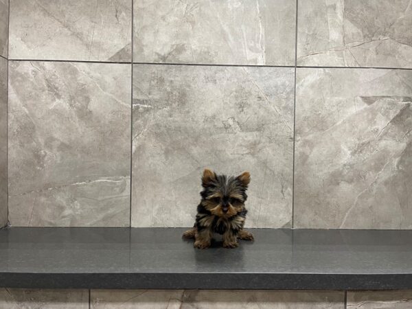 Yorkshire Terrier-DOG-Female-Black / Tan-29740-Petland Frisco & Mckinney, Texas