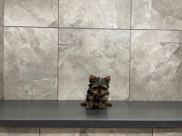 Yorkshire Terrier DOG Female Black / Tan 29740 Petland Frisco, Texas