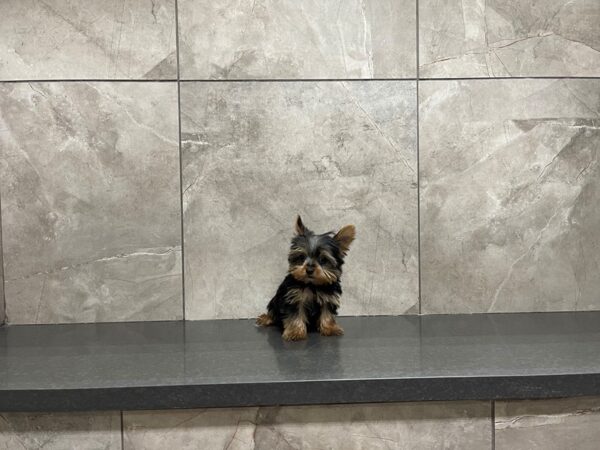 Yorkshire Terrier DOG Male Black / Tan 29741 Petland Frisco, Texas