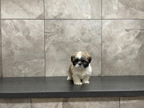 Shih Tzu DOG Female Gold / White 29737 Petland Frisco, Texas