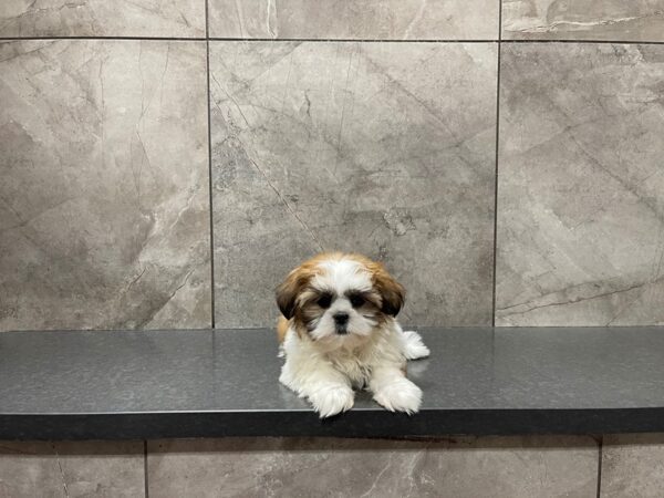 Shih Tzu-DOG-Female-Gold / White-29738-Petland Frisco & Mckinney, Texas