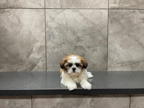 Shih Tzu-DOG-Female-Gold / White-29738-Petland Frisco, Texas