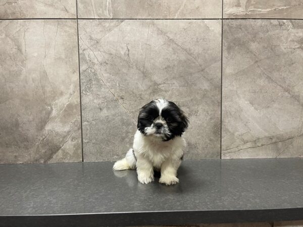 Shih Tzu DOG Female 29736 Petland Frisco, Texas