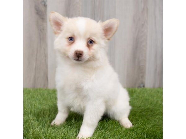 Pomsky 2nd Gen DOG Female Cream 29846 Petland Frisco, Texas