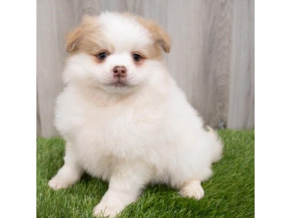 Pomsky 2nd Gen-DOG-Female-White-29847-Petland Frisco & Mckinney, Texas