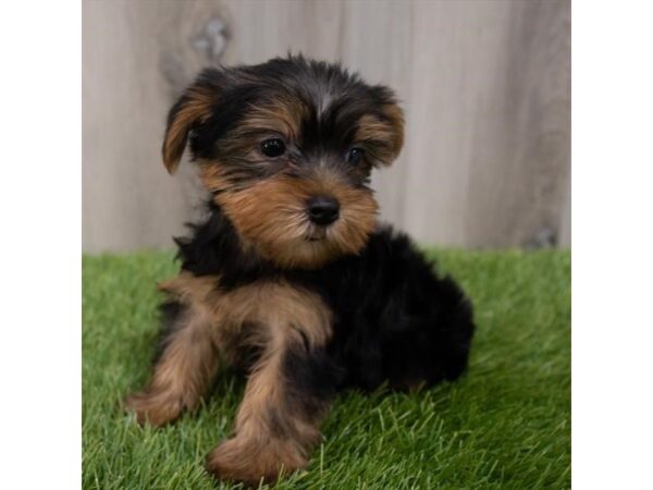 Yorkshire Terrier DOG Male Black / Tan 29839 Petland Frisco, Texas