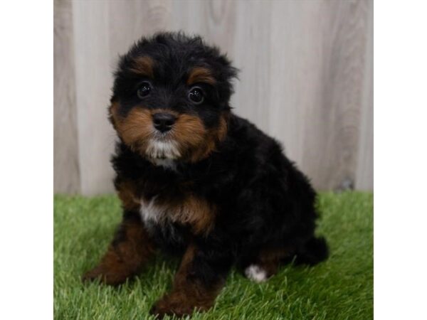 Bernedoodle Mini-DOG-Female-Black / Tan-29851-Petland Frisco, Texas