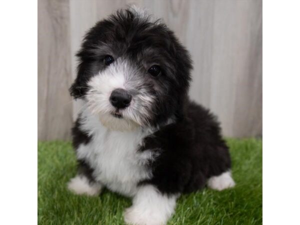 Sheepadoodle Mini-DOG-Male-Black / White-29845-Petland Frisco & Mckinney, Texas