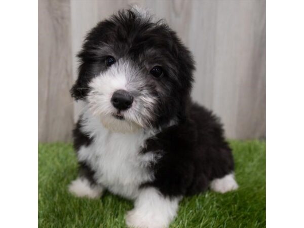 Sheepadoodle Mini DOG Male Black / White 29845 Petland Frisco, Texas