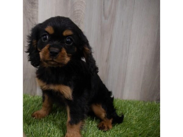 Cavalier King Charles Spaniel DOG Female Black / Tan 29824 Petland Frisco, Texas