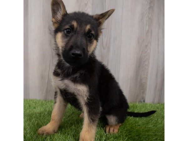German Shepherd Dog-DOG-Male-Black / Tan-29844-Petland Frisco & Mckinney, Texas