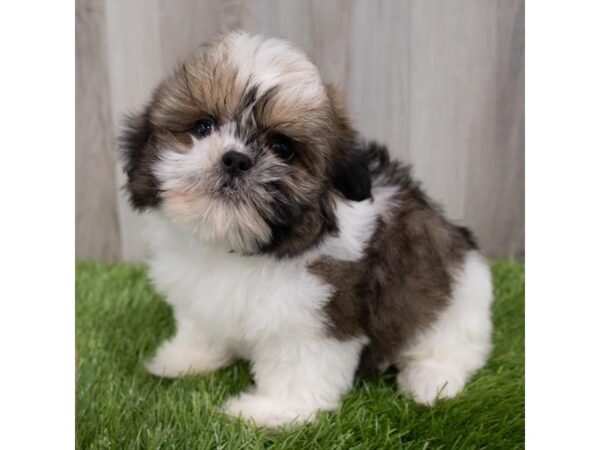 Shih Tzu-DOG-Female-Gold / White-29835-Petland Frisco & Mckinney, Texas