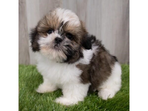 Shih Tzu-DOG-Female-Gold / White-29835-Petland Frisco, Texas