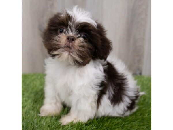 Shih Tzu DOG Male Liver / White 29836 Petland Frisco, Texas