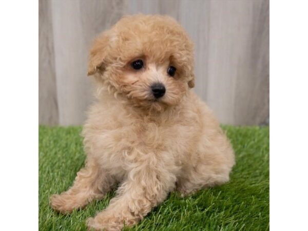 Miniature Poodle DOG Male Apricot 29834 Petland Frisco, Texas