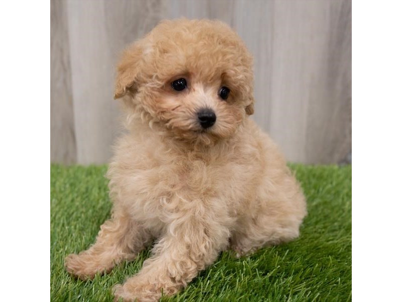 apricot male poodle
