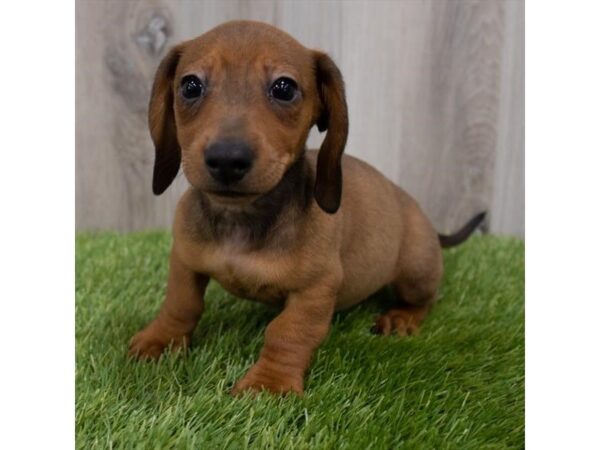 Miniature Dachshund DOG Male Red 29828 Petland Frisco, Texas