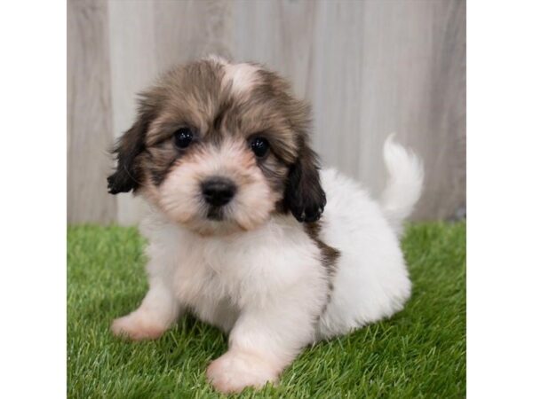 Havachon-DOG-Female-Gold / White-29843-Petland Frisco & Mckinney, Texas