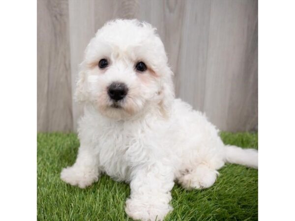 Bichon Frise DOG Male White 29829 Petland Frisco, Texas