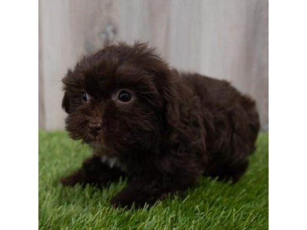 Havanese-DOG-Female-Chocolate-29831-Petland Frisco & Mckinney, Texas