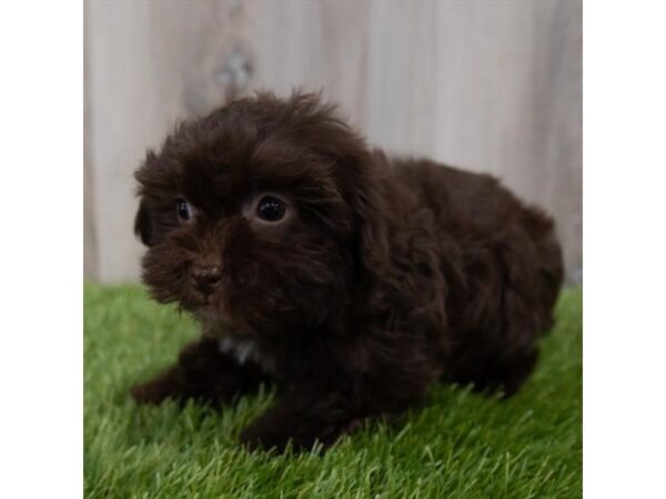 Havanese DOG Female Chocolate 29831 Petland Frisco, Texas