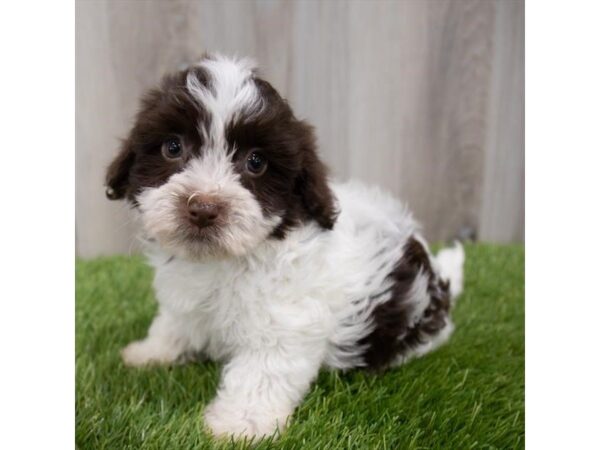 Havanese DOG Male Chocolate 29832 Petland Frisco, Texas