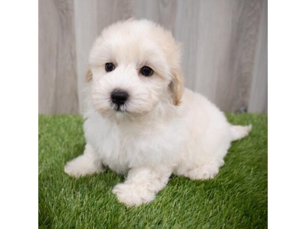 Maltipoo DOG Female Cream 29848 Petland Frisco, Texas