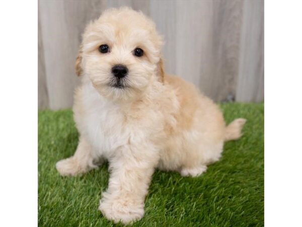 Maltipoo DOG Male Cream 29849 Petland Frisco, Texas