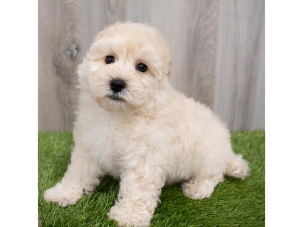 Maltipoo DOG Male Cream 29850 Petland Frisco, Texas