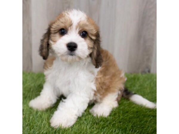 Cavachon DOG Male Gold / White 29841 Petland Frisco, Texas