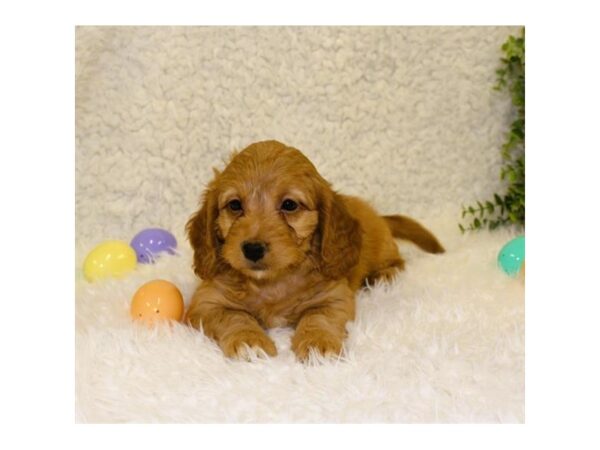 Goldendoodle Mini 2nd Gen DOG Male Golden 29857 Petland Frisco, Texas