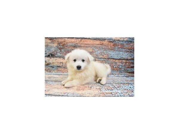 American Eskimo-DOG-Male-White-29884-Petland Frisco & Mckinney, Texas
