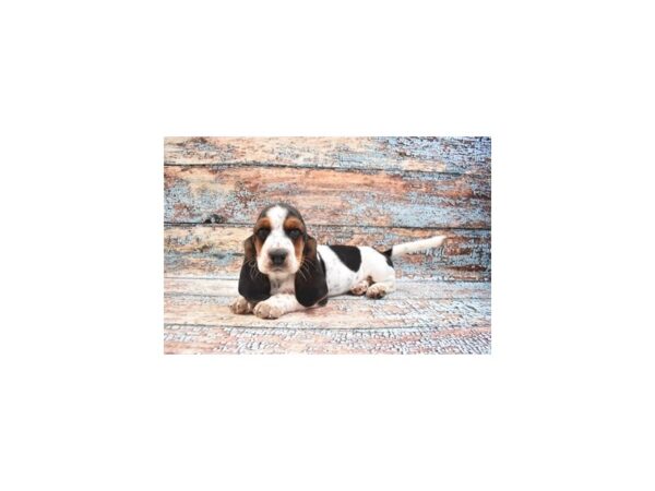 Basset Hound DOG Female White Black and Brown 29886 Petland Frisco, Texas